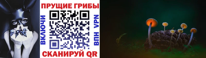 Псилоцибиновые грибы Psilocybe  shop клад  Сковородино 